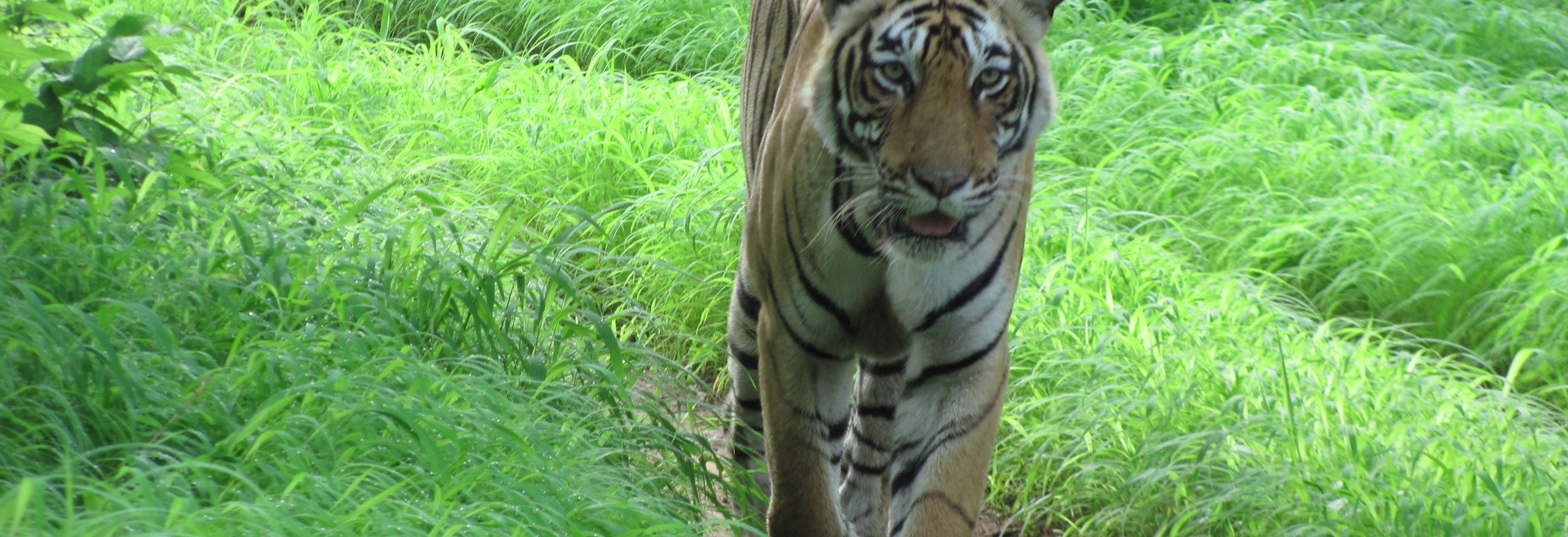 tiger conservation  the woods are dark and deep  we have promises to keep