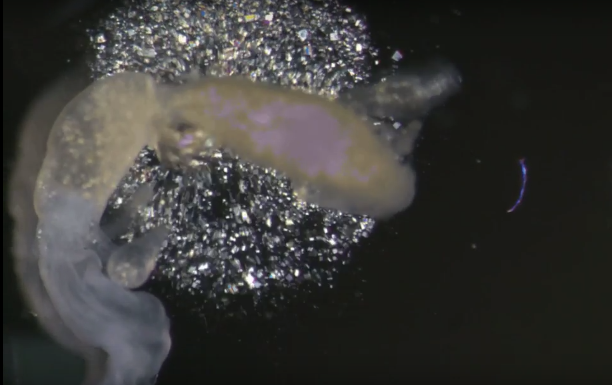 the stellar physics used to probe mysterious crystals inside a cockroach