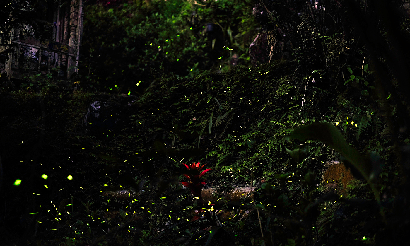 why we must keep the fires of the magical firefly burning