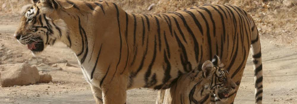 machli  the tigress who reigned over ranthambhore