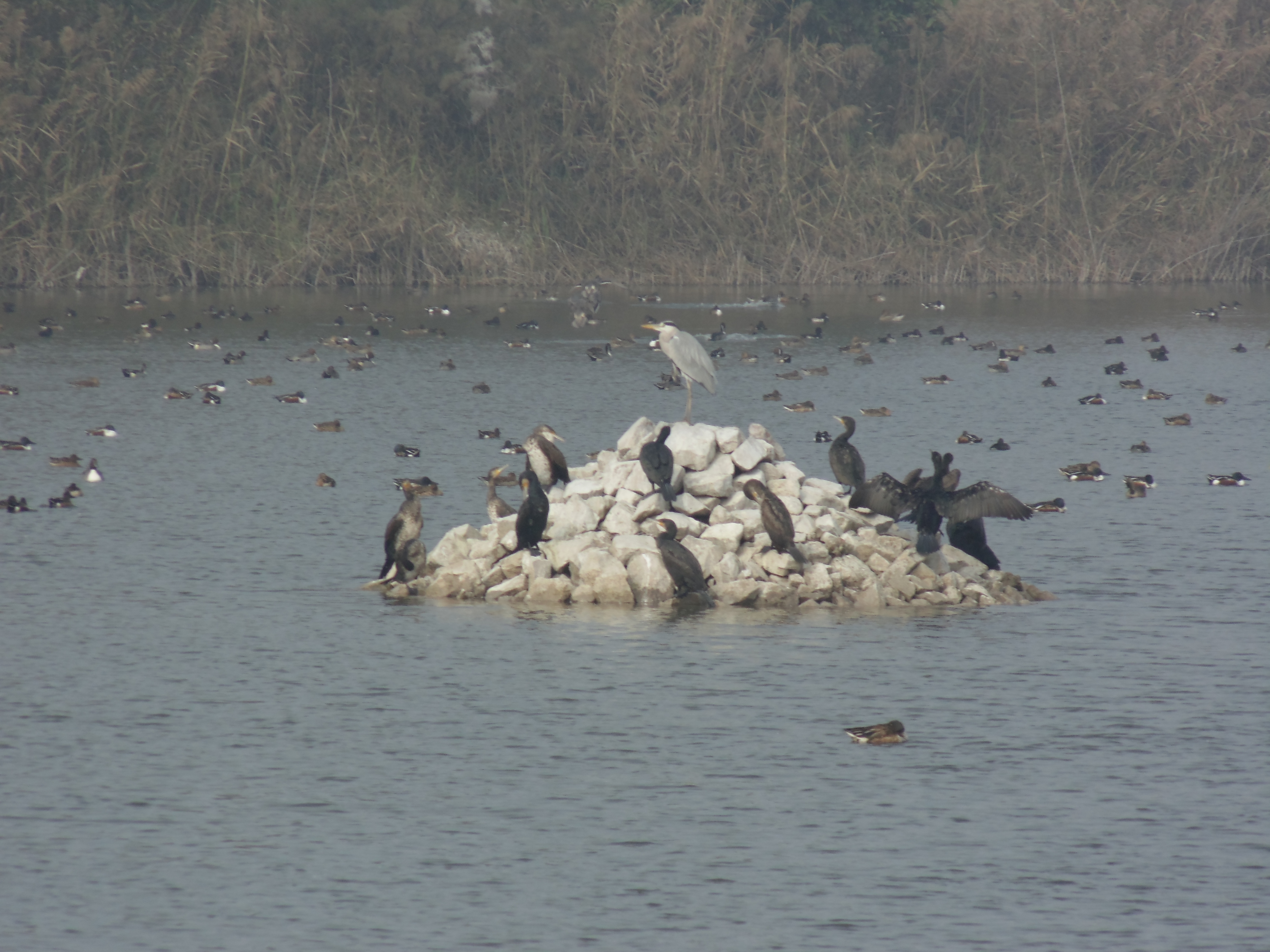 who is responsible for wetlands in india  many and no one