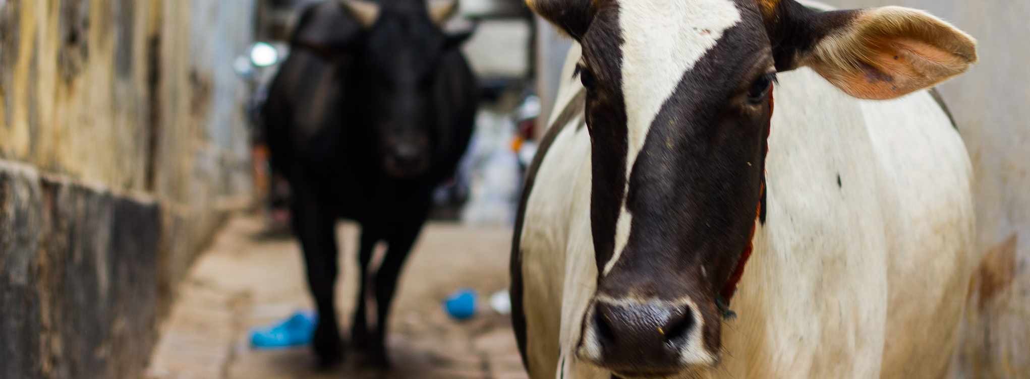 gau sevaks have much to learn about the moral traditions of india