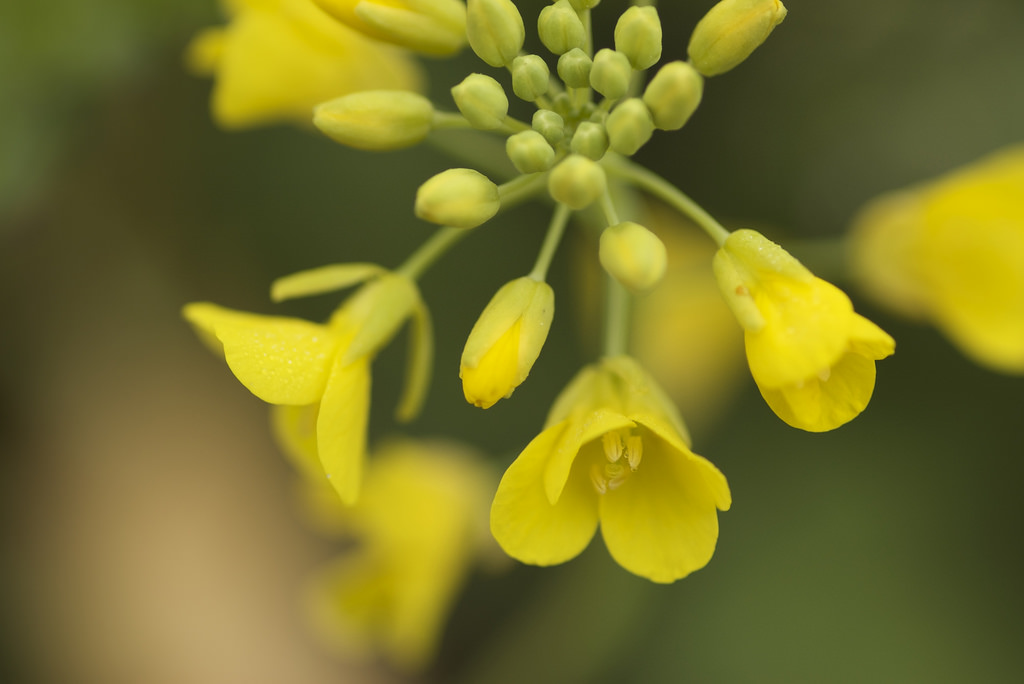 procedural lapses dog gm mustard approval as sc begins hearings