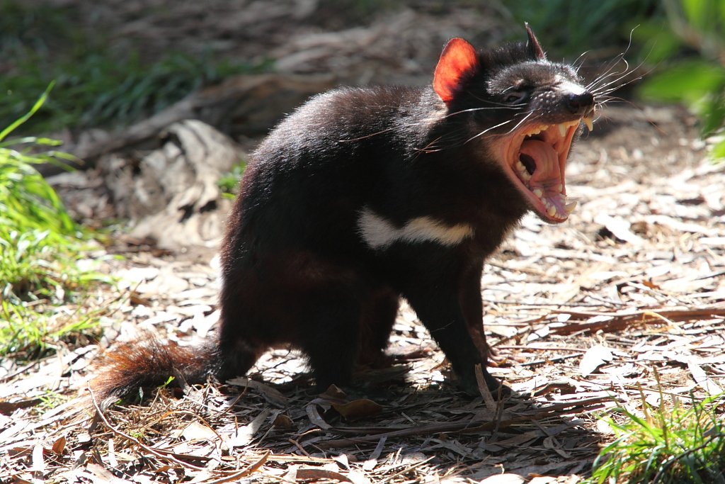 The Tasmanian devils are aggressive, quarrelsome creatures who are often seen snarling, fighting and biting each other. Credit: nodust/Flickr, CC BY 2.0