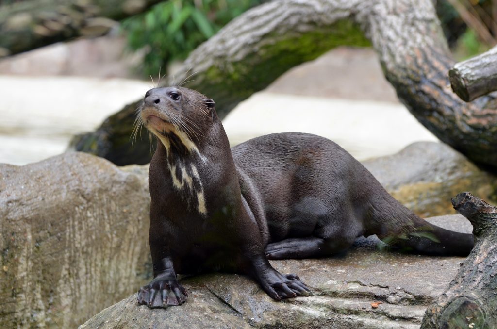 Giant otters were prized for their dense fur. Credit: Armin Rodler/Flickr CC BY-NC 2.0