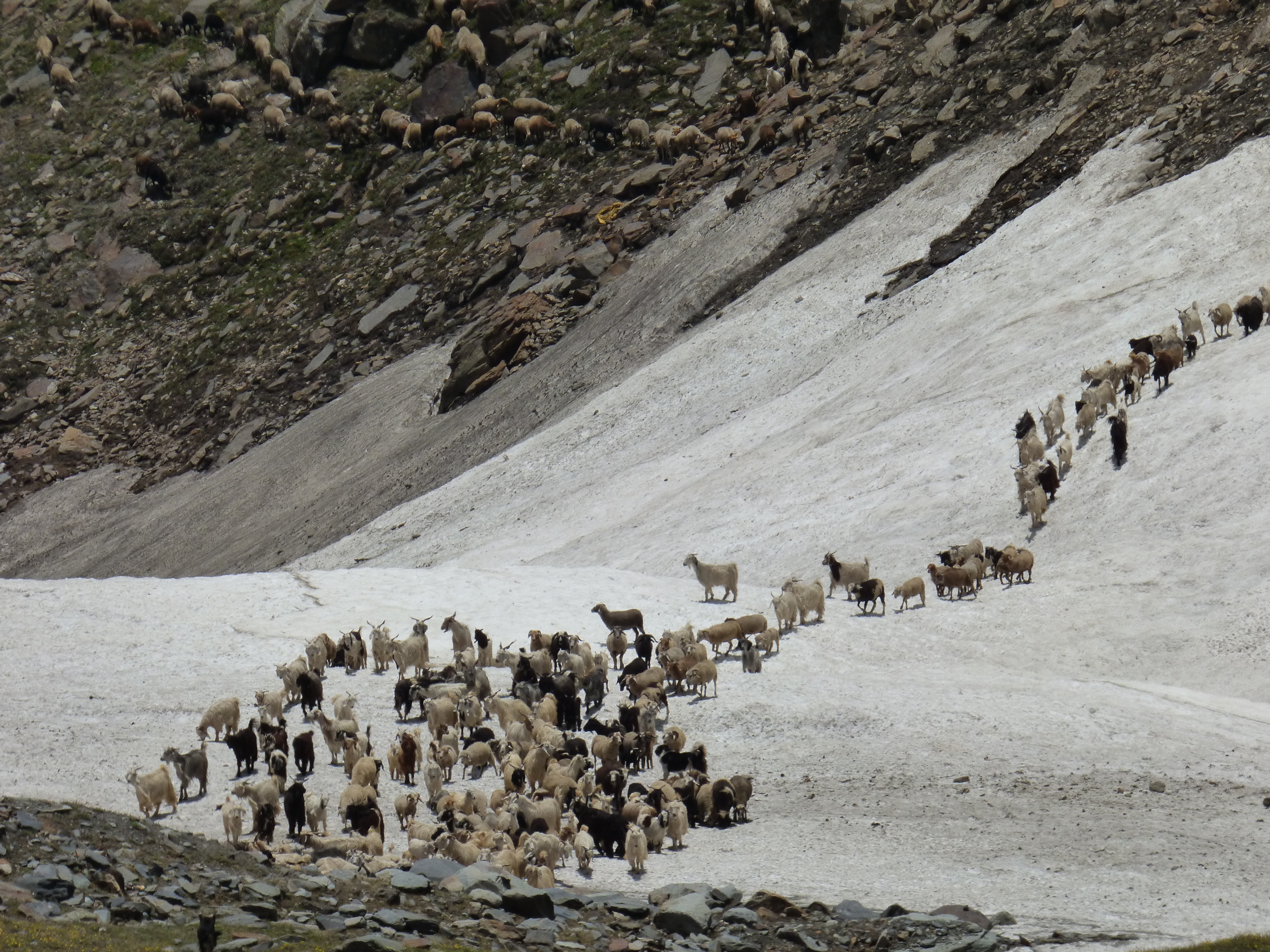 how climate change is affecting an old pastoral tradition in spiti