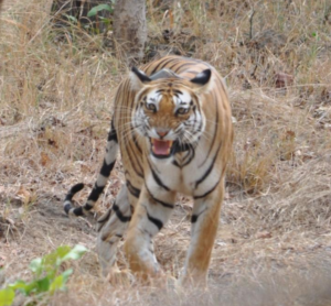 The tigress snarls. Credit: Pushp Jain