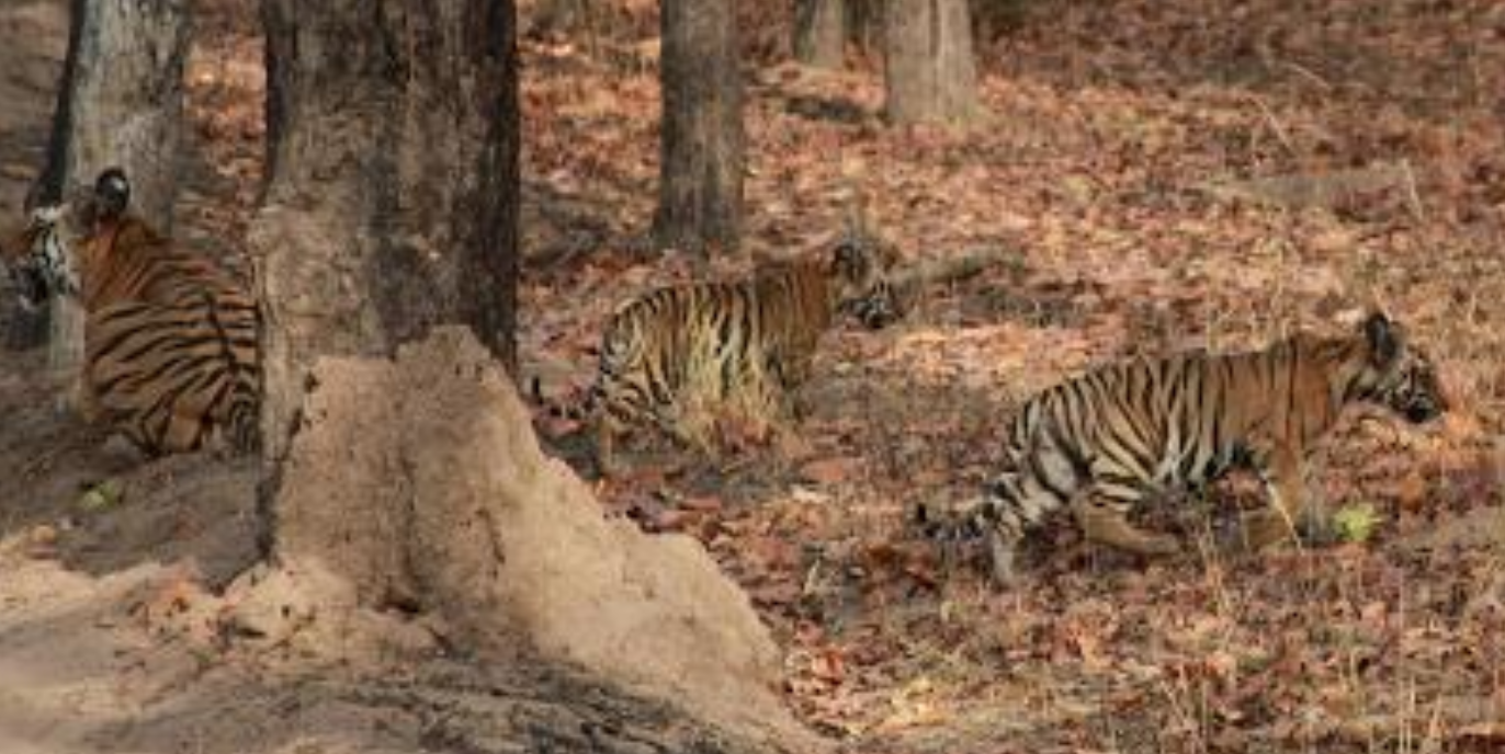 The Churna tigress as cub with mother and a male cub before being orphaned, 2010. Source: Muffi/Sarath C.R. Blog