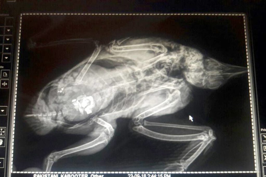 Suspect pigeon subjected to full body x-ray. Credit: Punjab Police