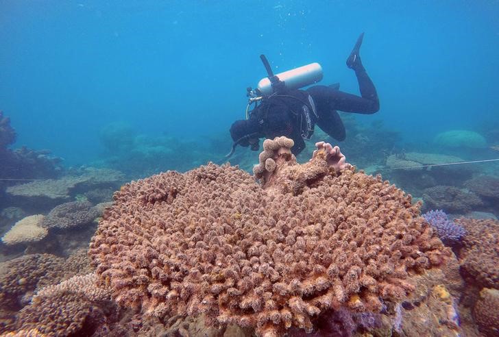 scientists record biggest ever coral die off on australia s great barrier reef