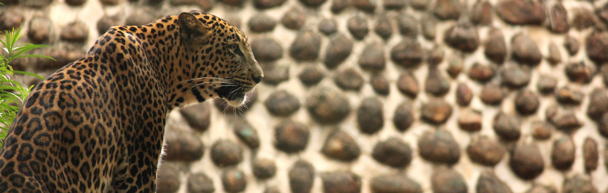delhi tries to catch its leopard even as the law and best practice forbid
