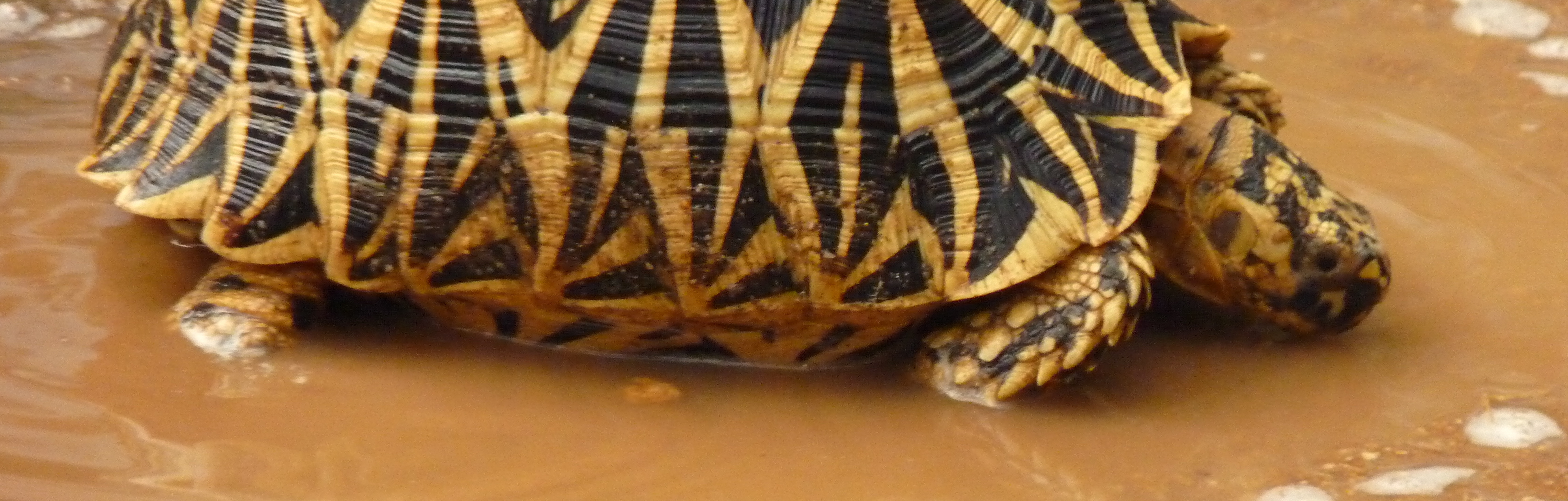 despite arrests  illegal trade in star tortoises continues unabated