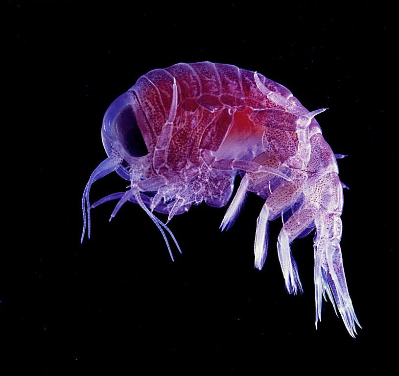 the deep sea creatures that hide from predators by turning almost fully invisible