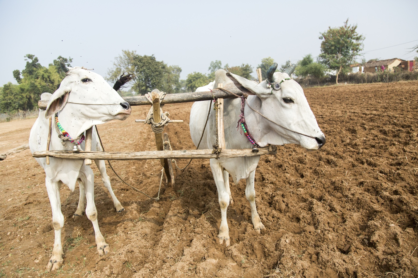 watch  how demonetisation has wrecked the agrarian economy in bundelkhand