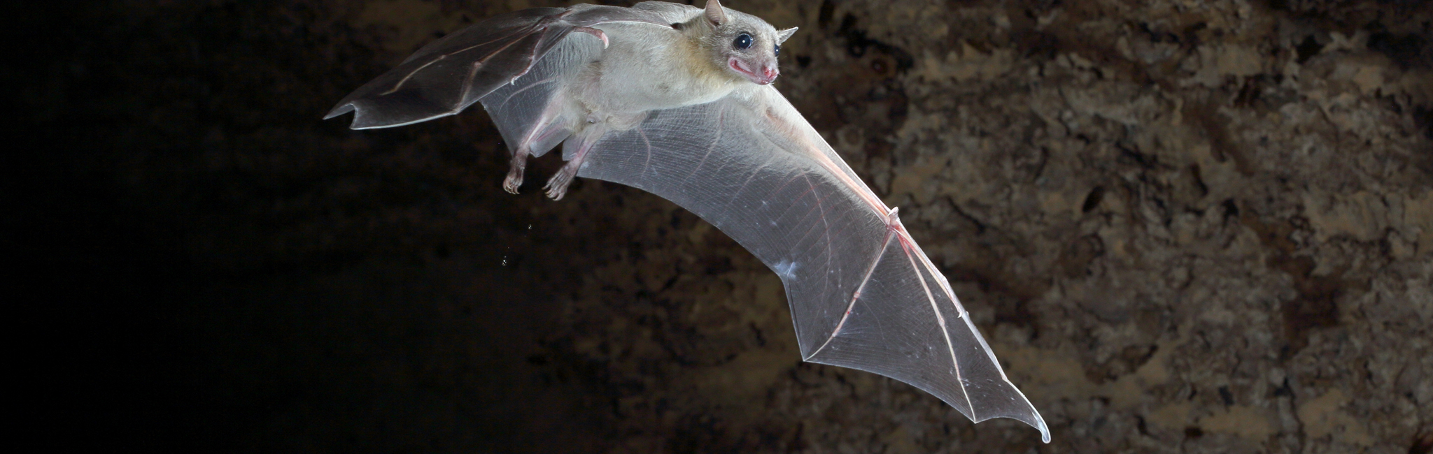 do the egyptian fruit bat vocalisations show signs of a vocabulary 