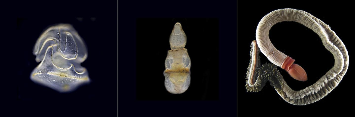 a male bug that turns female and the vietnamese dormouse that s reading echoes