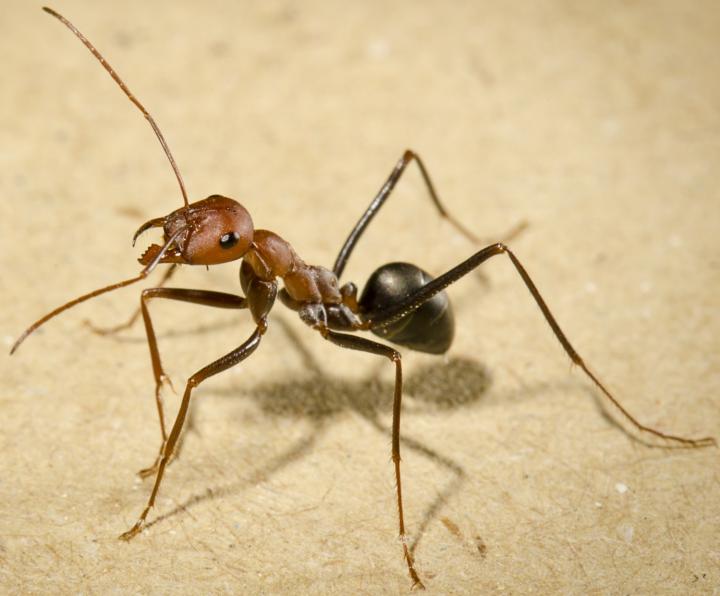 how viruses pass on messages  ants find their way and seals go  whiskering  for fish