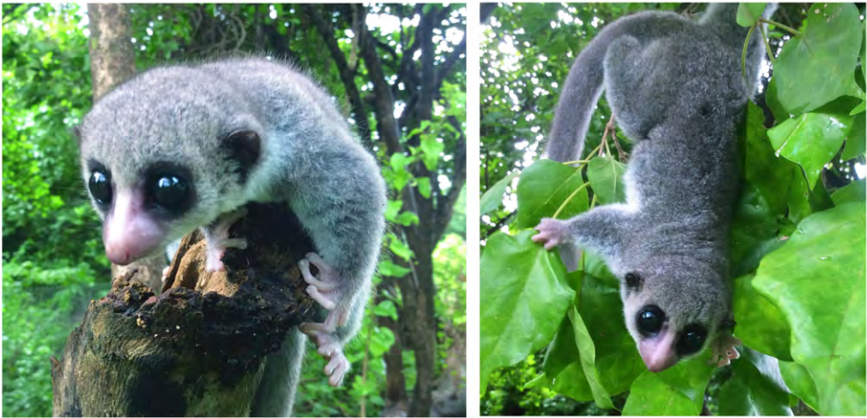 new species of dwarf lemur discovered