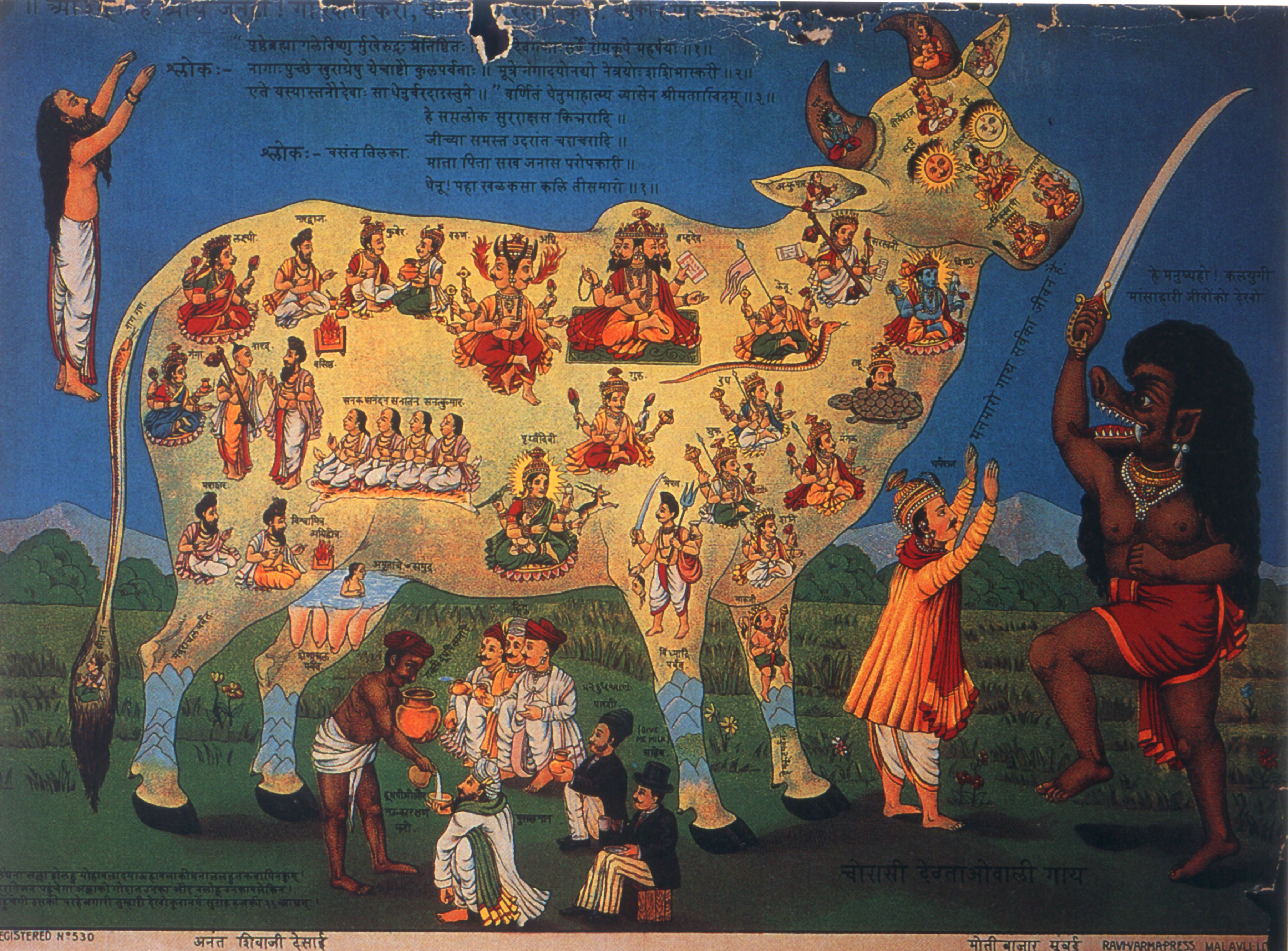 jallikattu and the bovine underbelly of indian nationalism