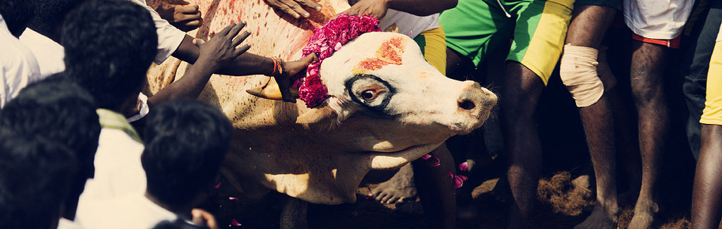 jallikattu as an opportunity to improve how india conserves its indigenous cattle breeds
