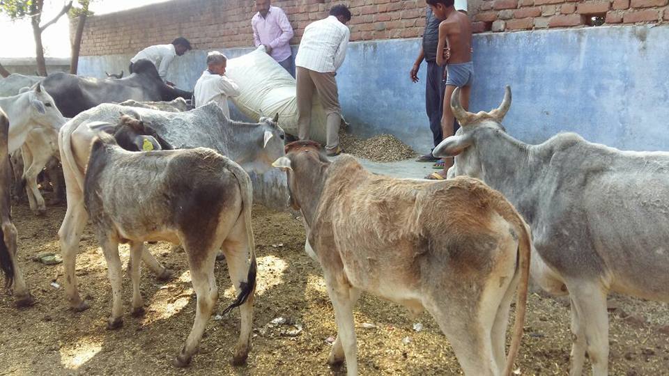 gau rakshaks missing in action as bundelkhand s cows die of starvation