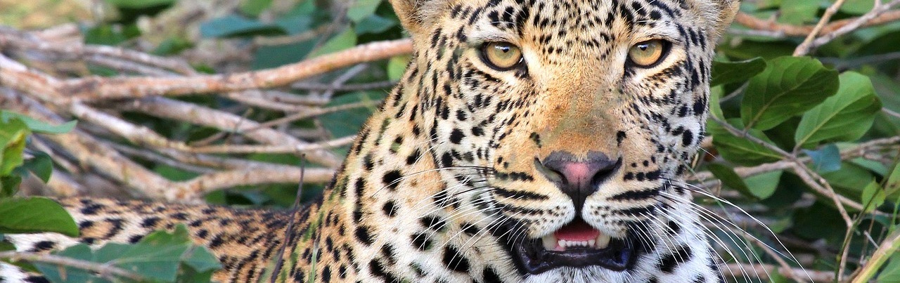 why mobs have no place in a wildlife emergency