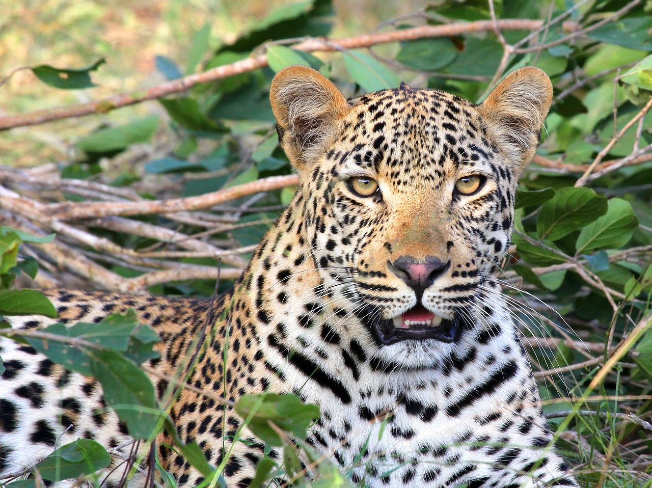 is environment ministry being honest about leopard poaching numbers 