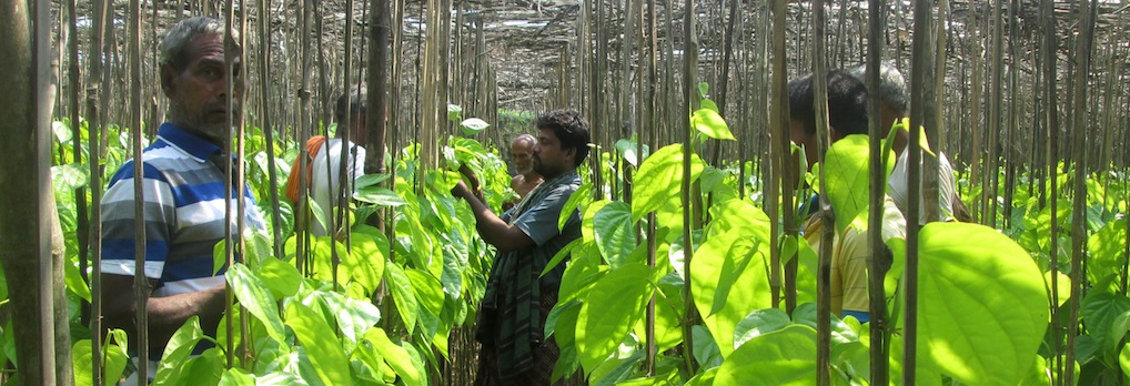 with posco defeated  odisha s farmers work to revive betel leaf cultivation