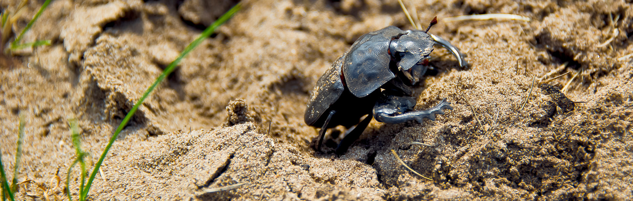 why dung beetles are the unsung heroes of our environment