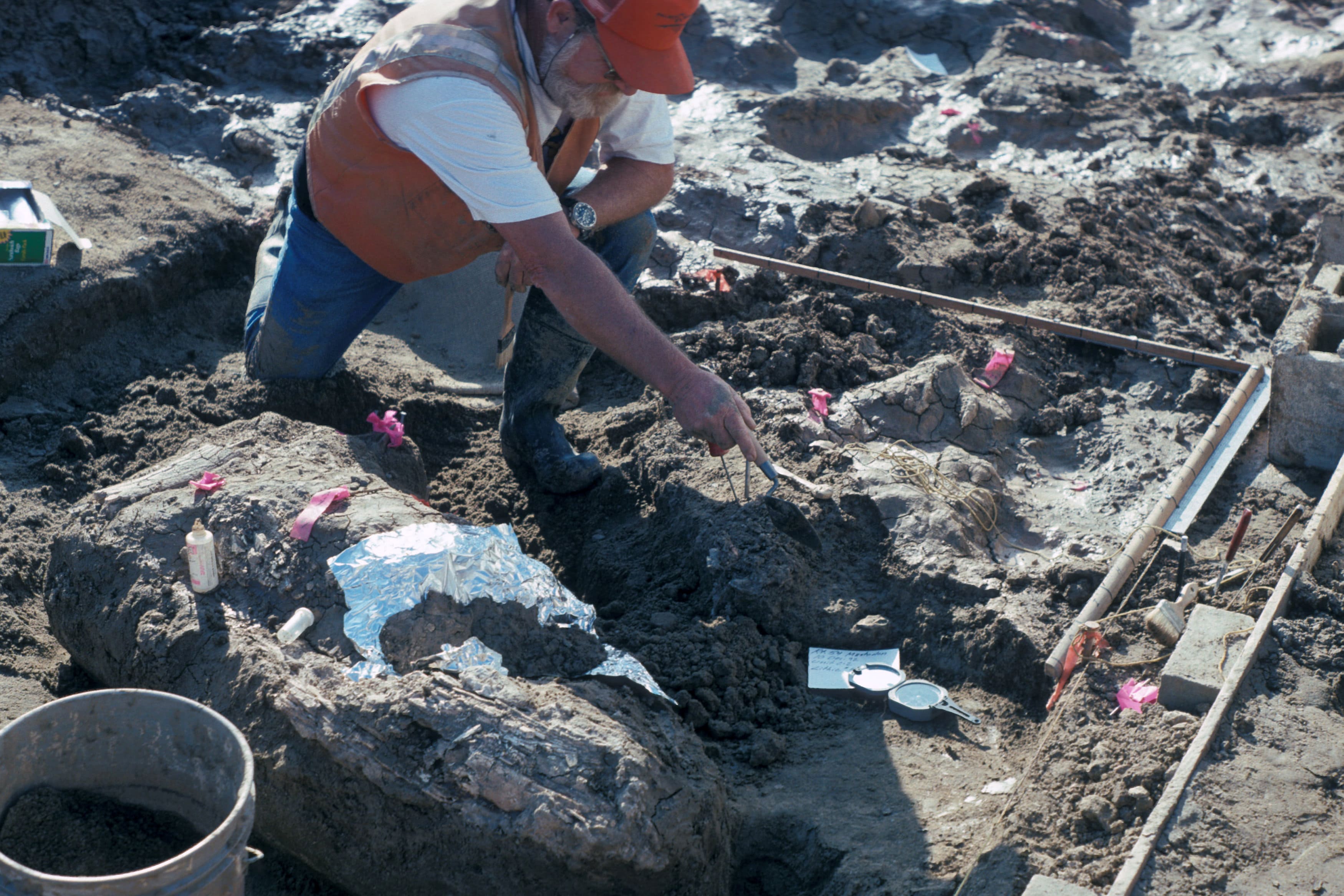 california fossils  stone tools may rewrite new world human history