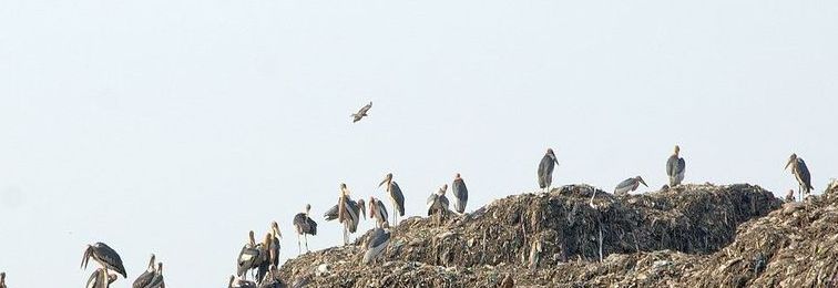 how garbage can be turned into a climate friendly resource