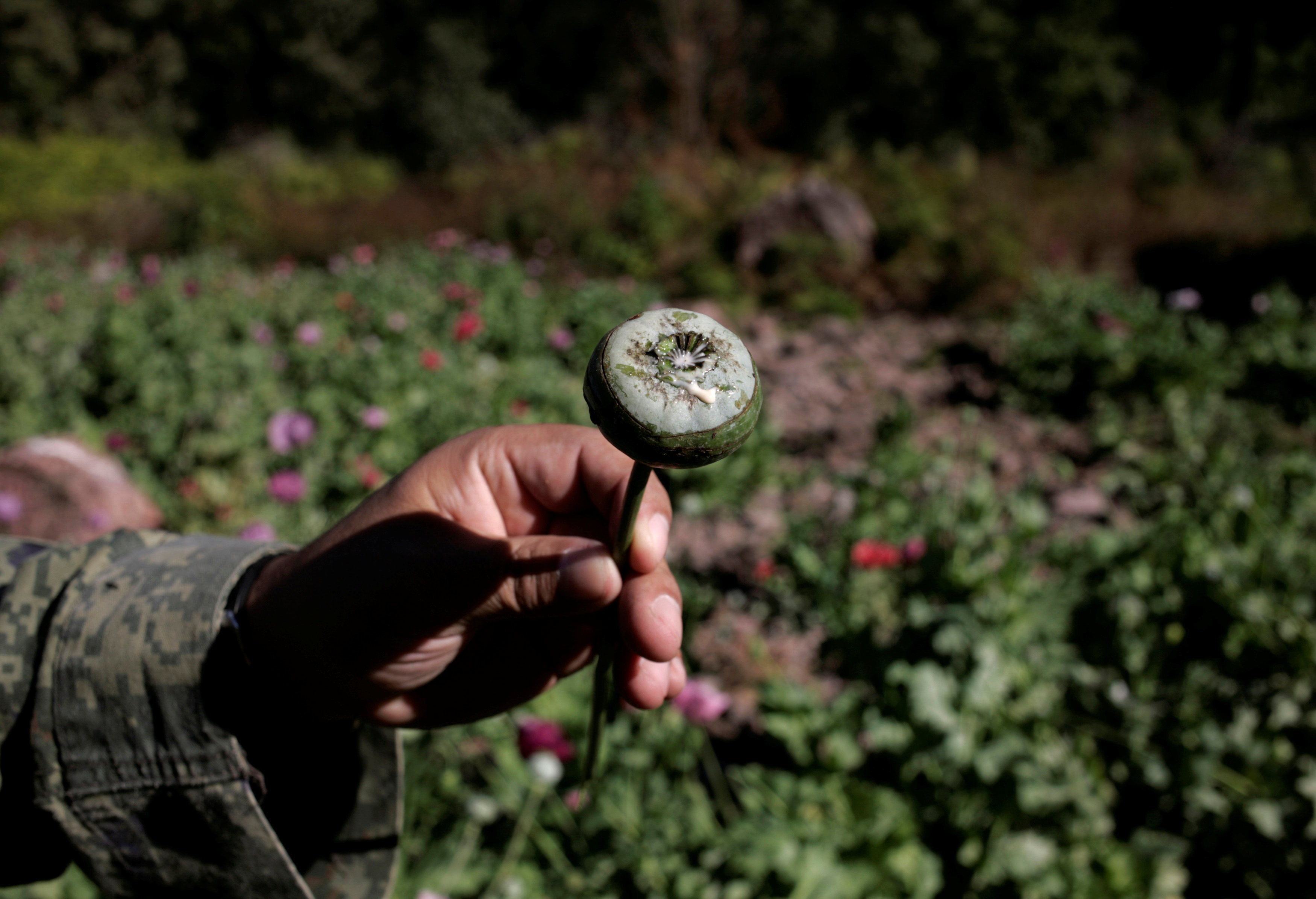 us offers to fund mexico s efforts to eradicate opium poppies