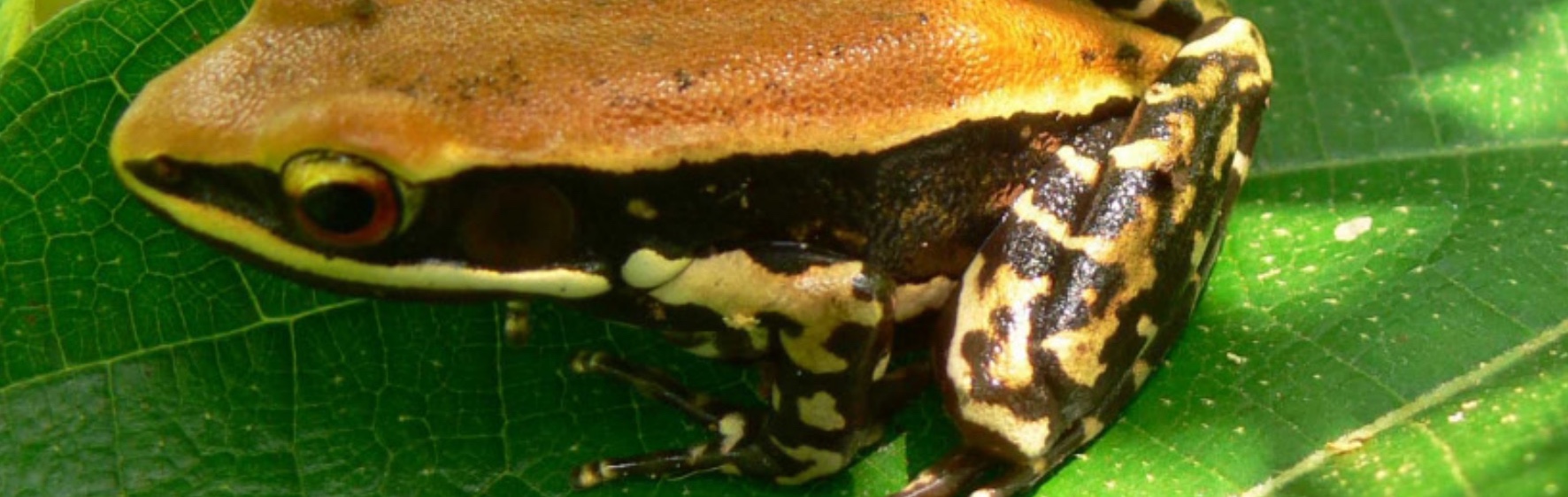 a defence against the next flu pandemic could lie in the skin of a western ghats frog