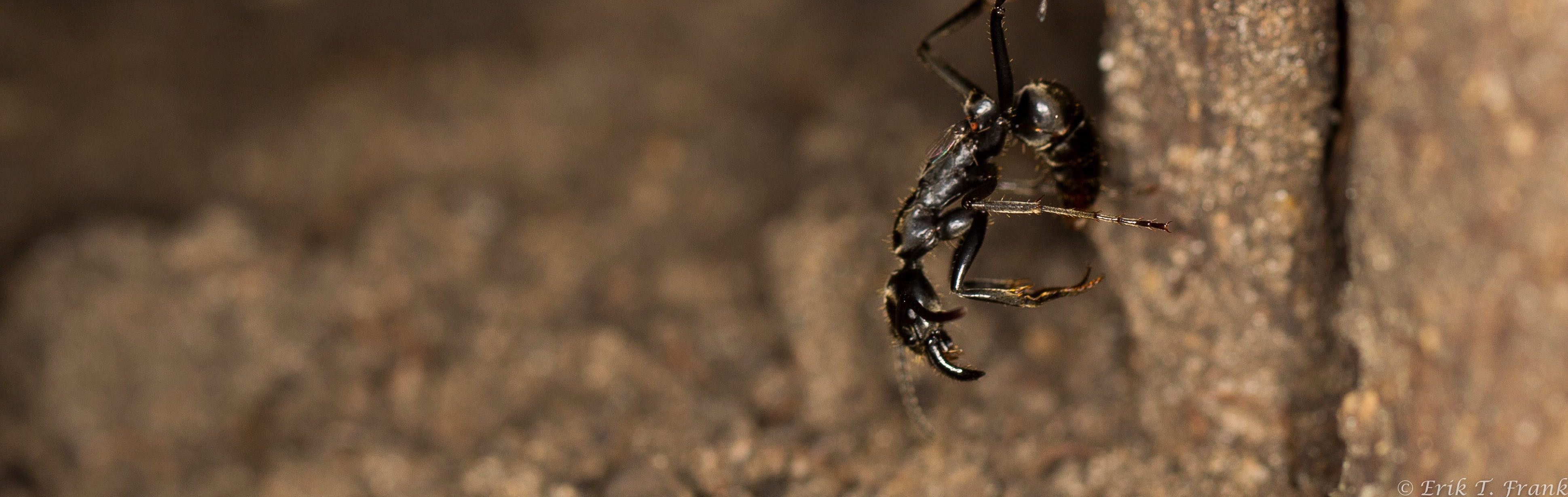 no ants left behind  why do ants rescue their injured mates 