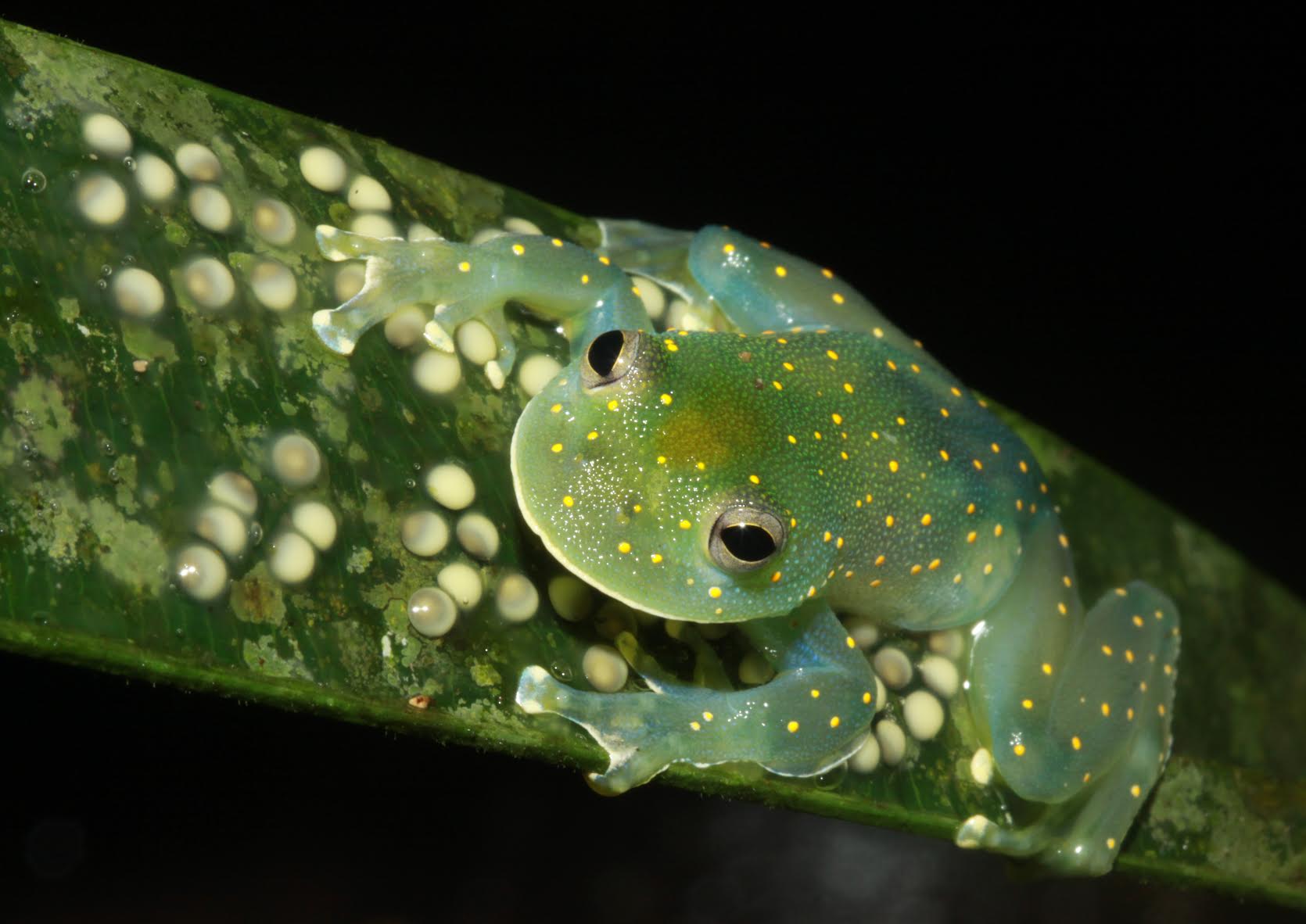 glassfrogs pee on their eggs to protect them