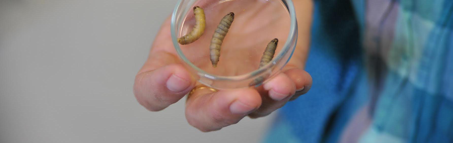 could a pest of the honey industry clean up plastic waste 