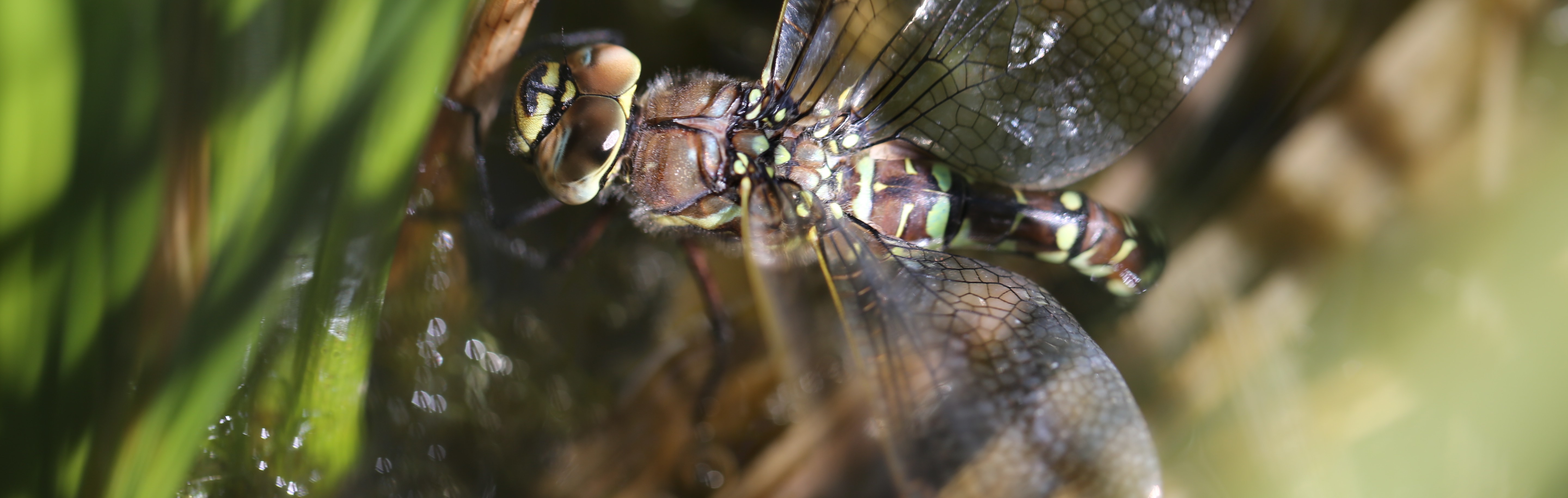 do female dragonflies feign death to avoid sex 