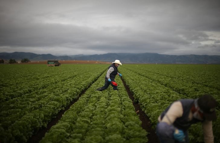 while trump talks tough on immigration  mexicans work the farm