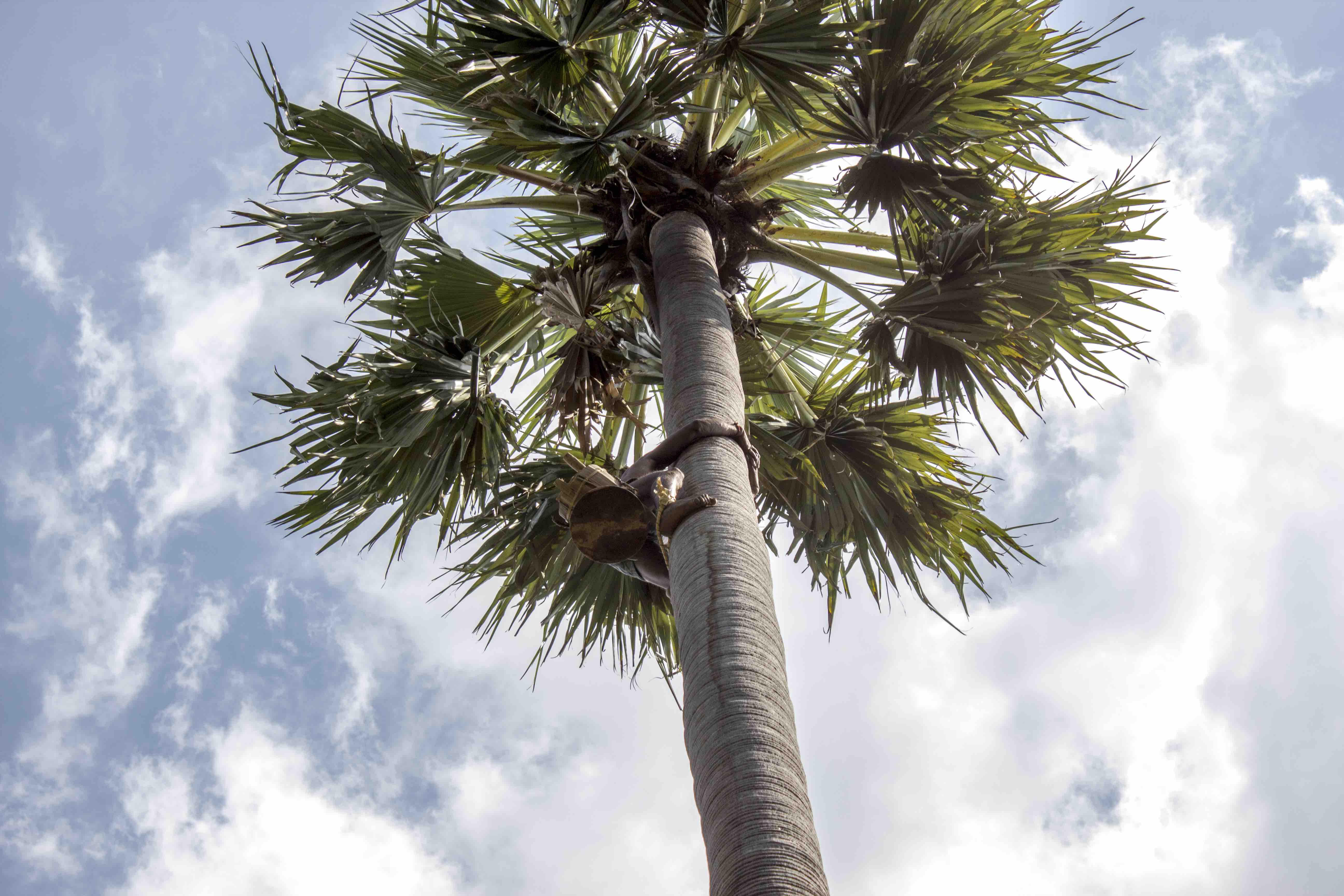 Nainar on the tree. Credit: Kombai Arun