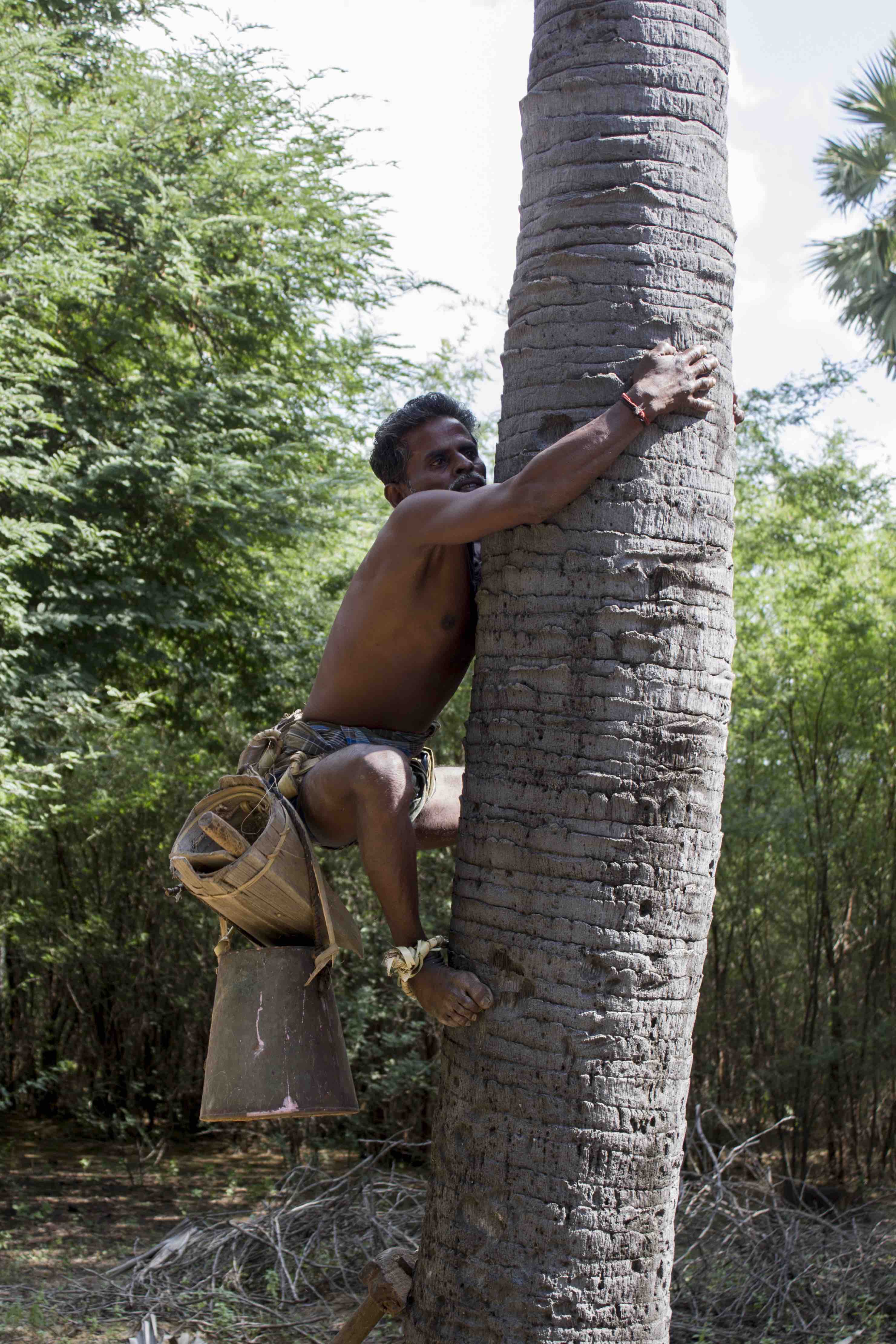Nainar on the tree. Credit: Kombai Arun