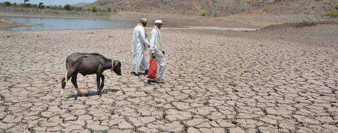 amid water scarcity thirsty animals are perishing in bundelkhand