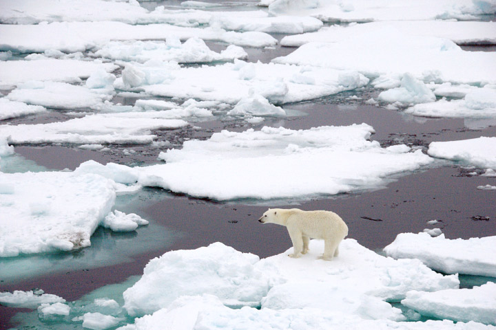 as arctic sea ice shows record decline  scientists prepare to go blind