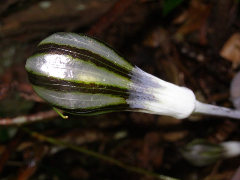 extremely rare cobra lily rediscovered in india