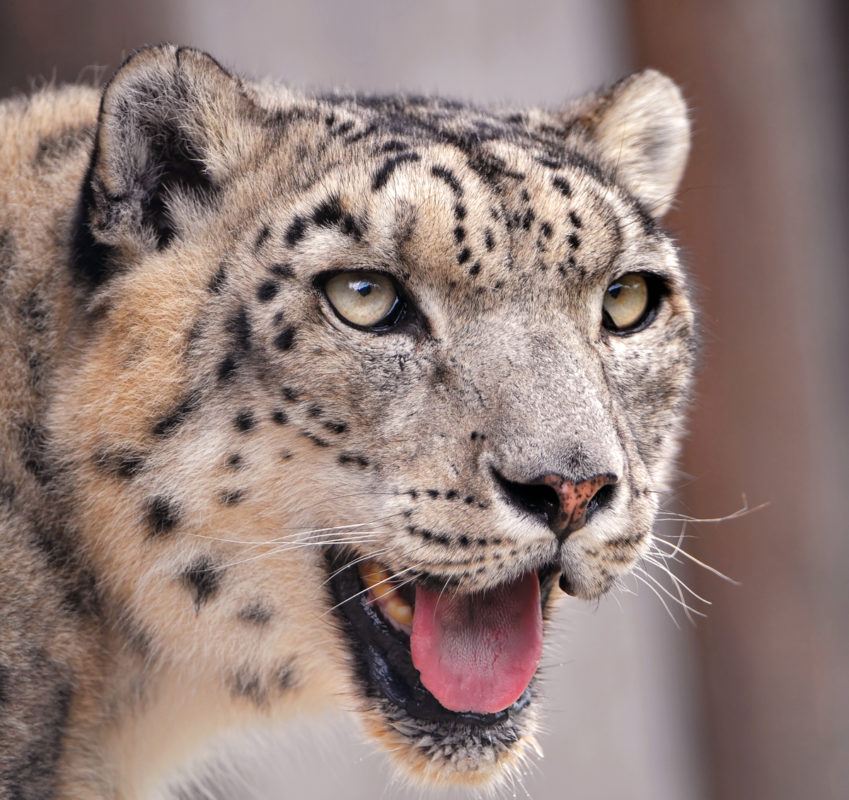 is the snow leopard actually three distinct subspecies