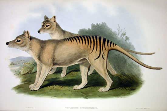 thylacine survey are we going to rediscover the moonlight tiger
