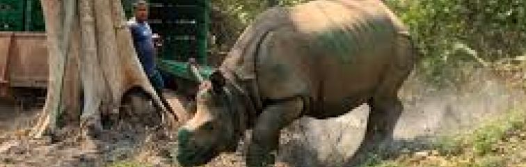 the challenges of reintroducing rhinos to india s parks
