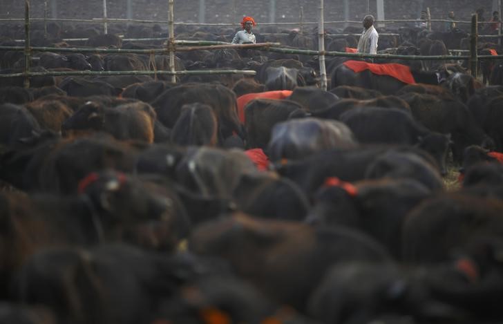 india s buffalo meat exports for april fall by 11 4 