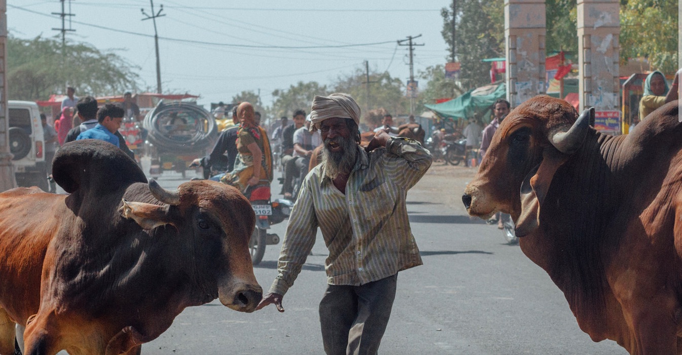 an adivasi dies and maybe a bull too  guess which death the gujarat police is probing 