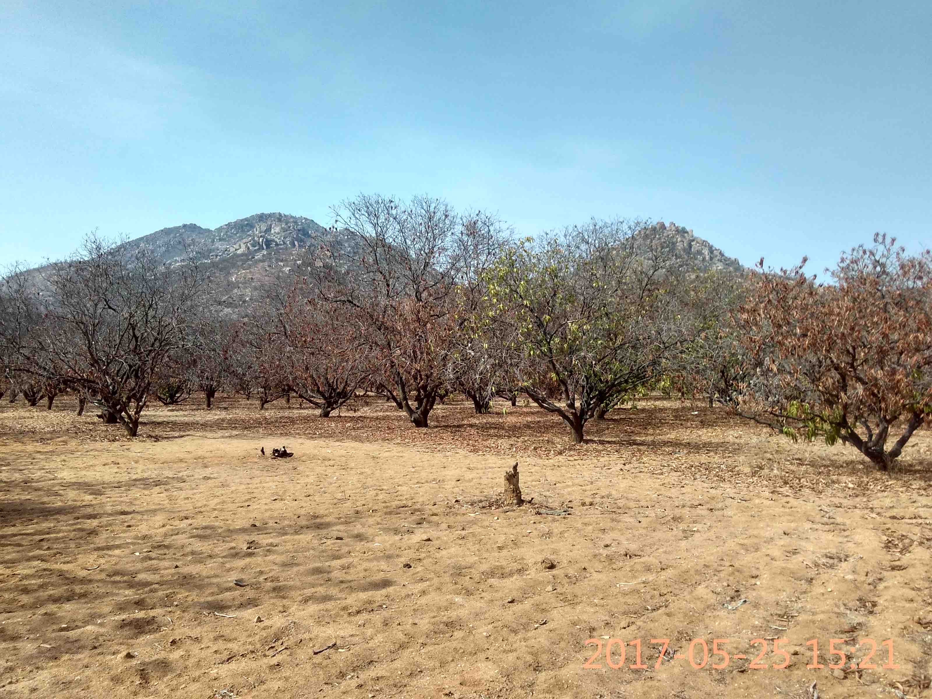 Dead mango trees in the fields of Chinni Krishnaiah and Janardhan in Bucchayyavaripalle, in Bhukkapatnam mandal of Anantapur district. Credit: Rahul Maganti