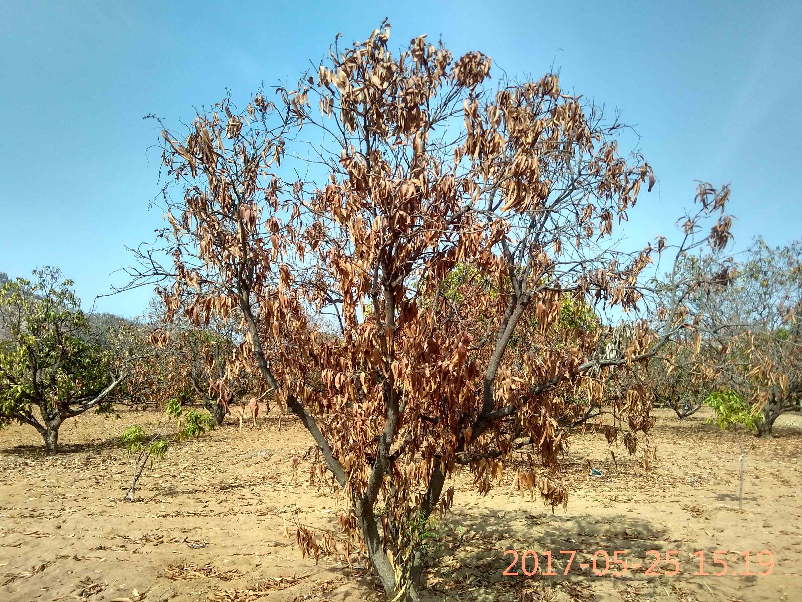 Dead mango trees in the fields of Chinni Krishnaiah and Janardhan in Bucchayyavaripalle, in Bhukkapatnam mandal of Anantapur district. Credit: Rahul Maganti